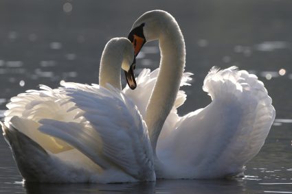 📘École du Sabbat avec Pasteur Mark Finley | Leçon 12: Vivre ensemble | Christ dans les épîtres aux Philippiens et aux Colossiens | 1/2026