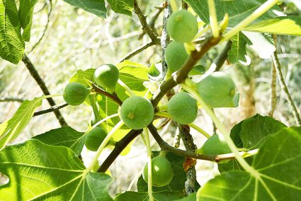 👑 LE ROI VIENT BIENTÔT | 10.04.2026 | 🌿 Le figuier : reconnaître la proximité