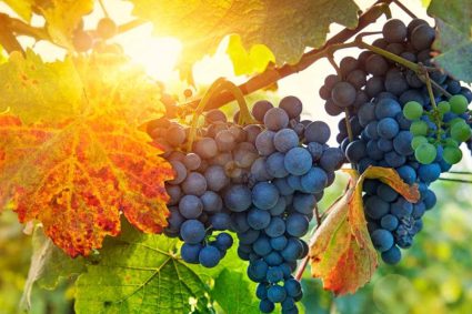 👑 LE ROI VIENT BIENTÔT | 26.04.2026 | 🍇 Porter du fruit : Une vie qui demeure