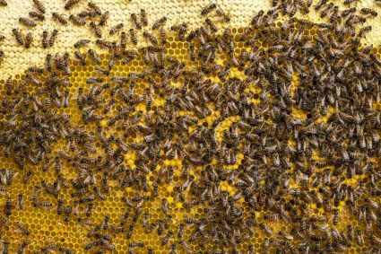 🌿 TRACES DE LA CRÉATION | 🐜 Épisode 5 – Division du travail sans chef | 🦋 Transformation et ordre – Ce que les insectes nous enseignent