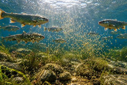 🌿 TRACES DE LA CRÉATION | 🎨 Épisode 5 – Protection sans armure – Camouflage, couleur et forme | 🐟 Vie cachée – Le monde des poissons